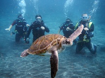 Scuba diving baptism with turtles in tenerife