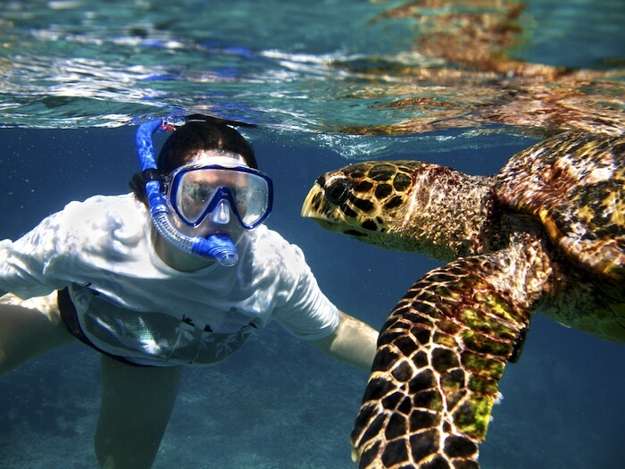 Excursión Nadar y snorkel con tortugas