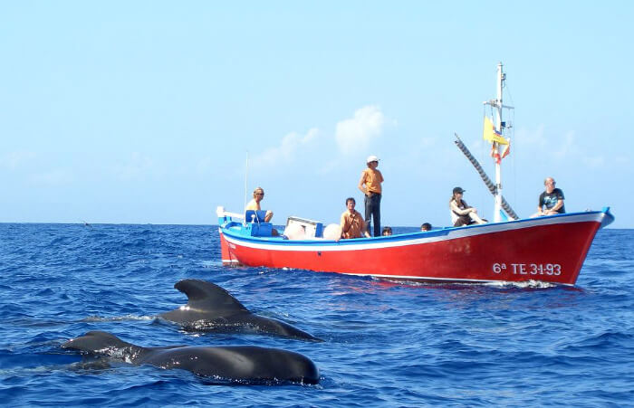 Excursion Whale watching in la gomera