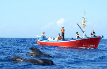 Avistamiento de cetáceos en la gomera