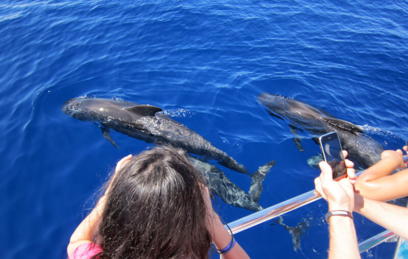 Ausflug Wale und delfine während einer mini-kreuzfahrt beobachten